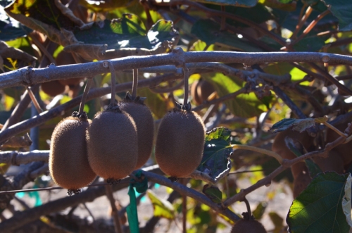 Kiwifruit on the vine.