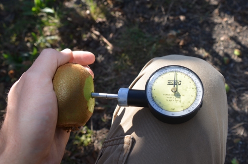 Testing kiwifruit firmness with a penetrometer.